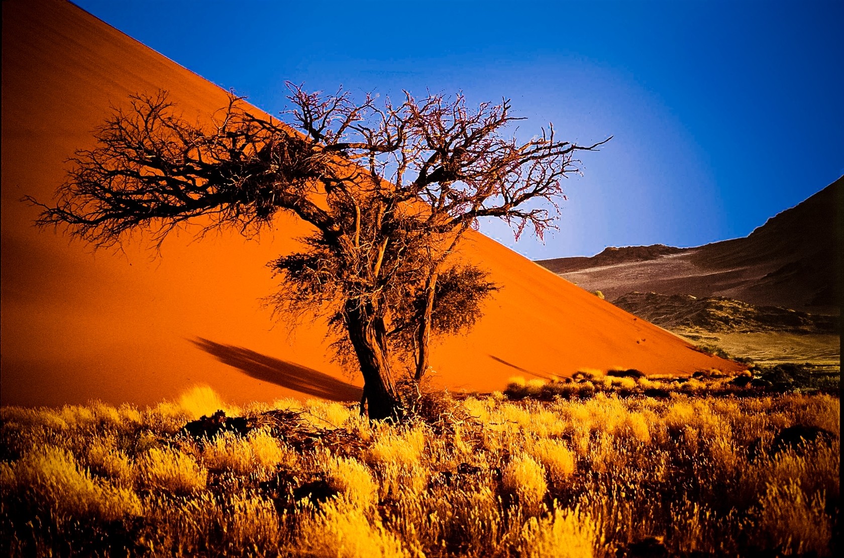 Dune e Oasi namibiane Dune e Oasi namibiane