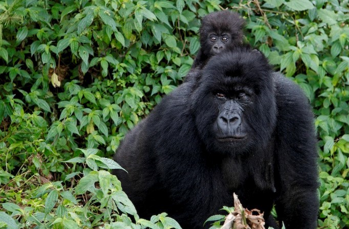 gorillas easy uganda gorillas easy uganda