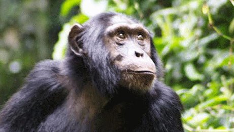 Scimpanzè Uganda