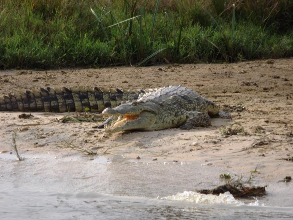 coccodrillo Uganda