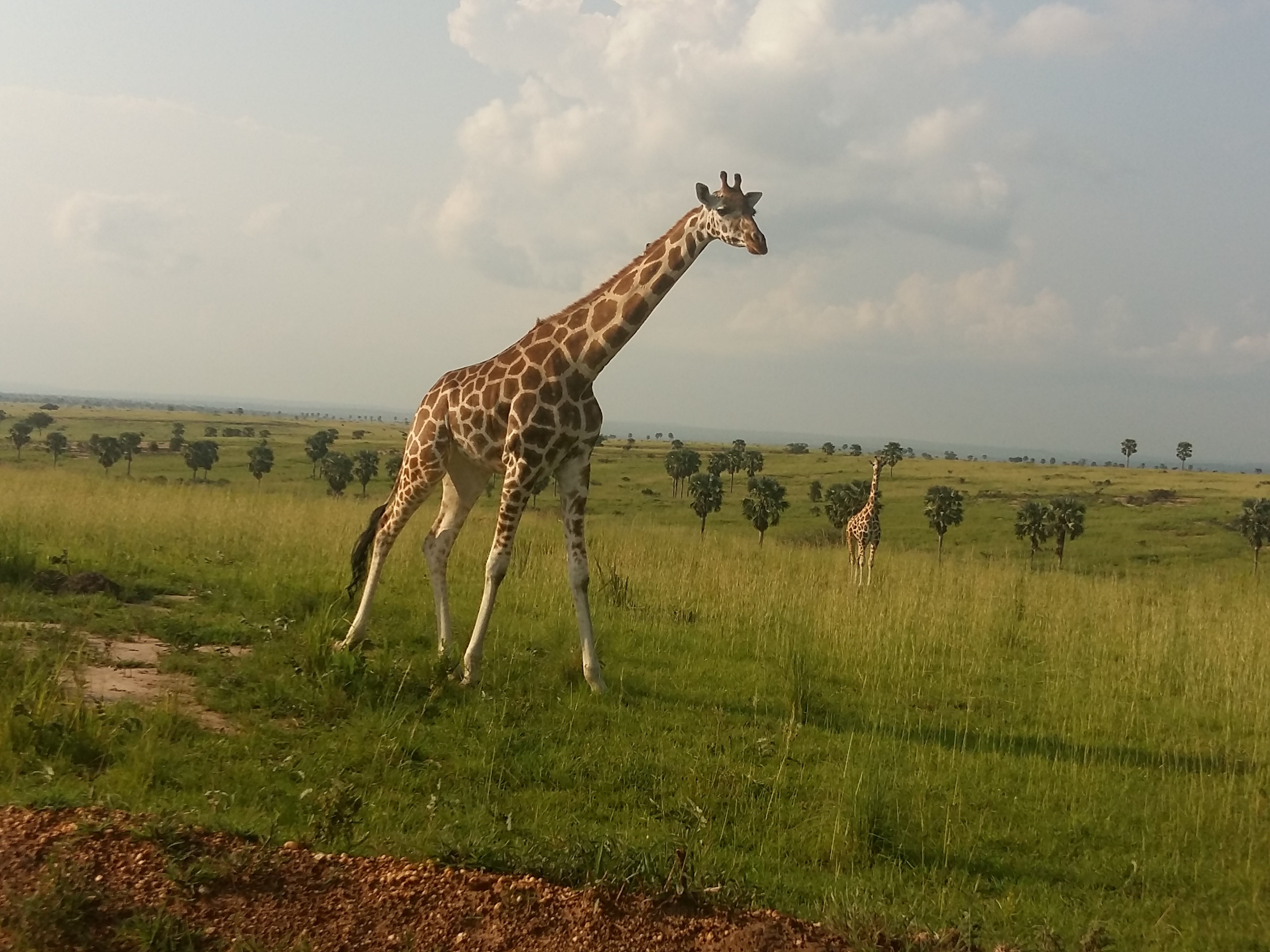 Giraffa in Uganda Giraffa in Uganda