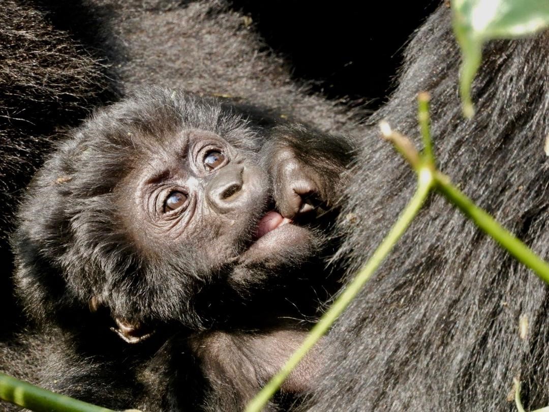 gorilla gorilla