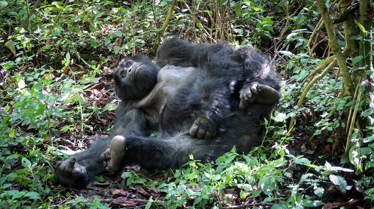 Viaggio Uganda Viaggio Uganda