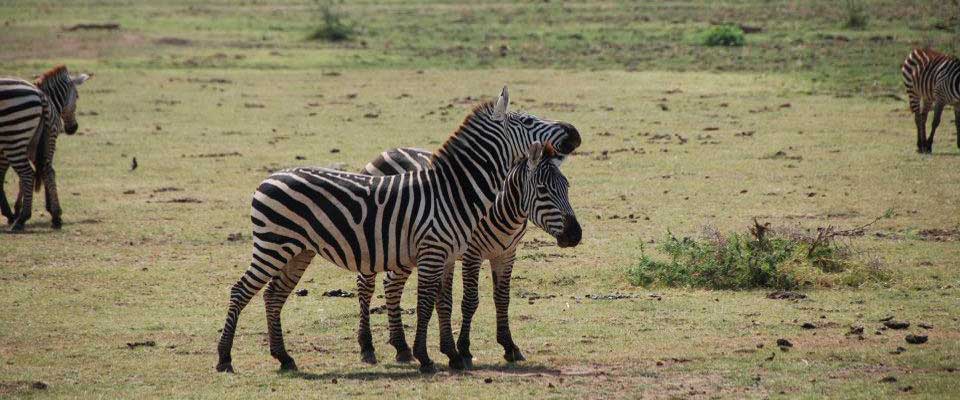 Zebre_Uganda