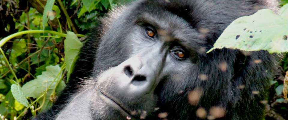 gorilla_Bwindi gorilla_Bwindi