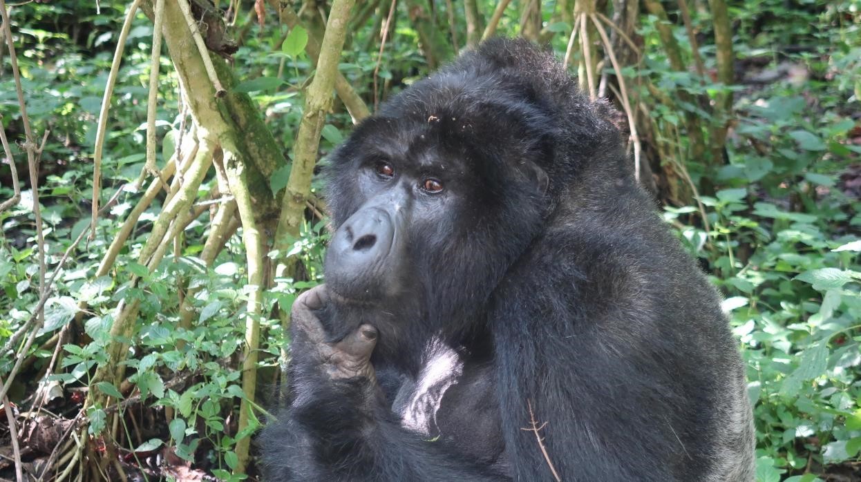 Uganda_gorilla