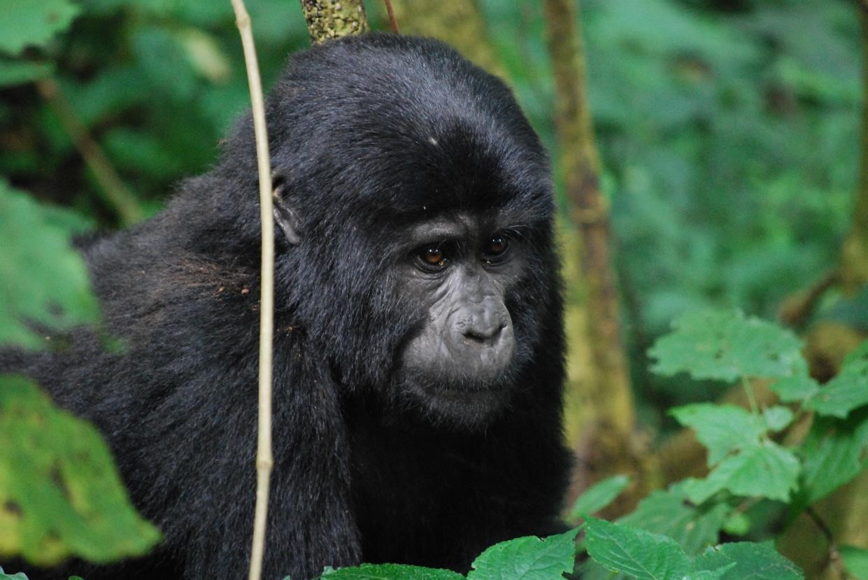 UGANDA AD AGOSTO 2019 UGANDA AD AGOSTO 2019