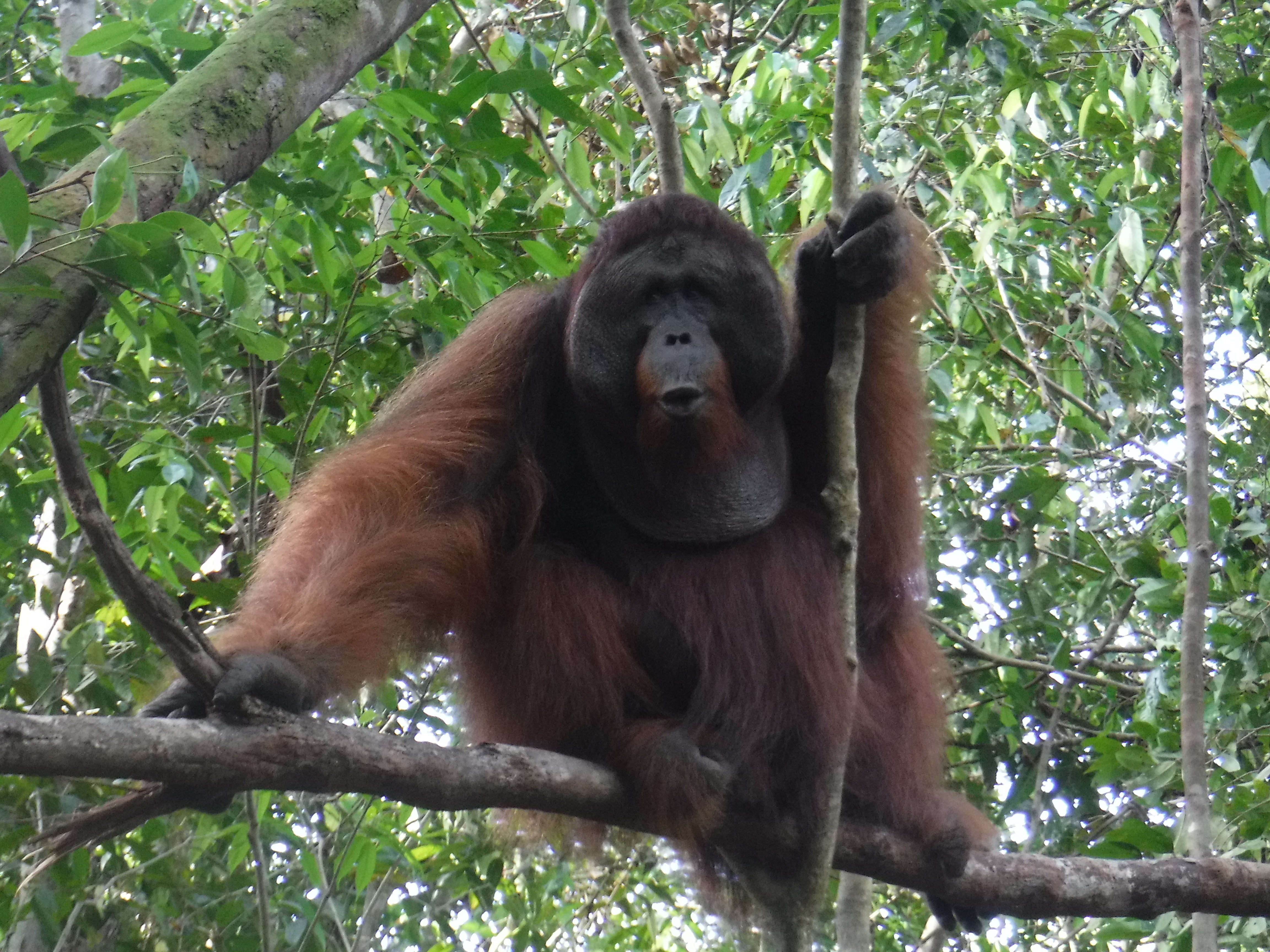 Tra gli Orangutan del Il Tanjung Puting National Park, nel Kalimantan, ospita circa 3.000 esemplari di Orangutan e si occupa della preservazione della specie.