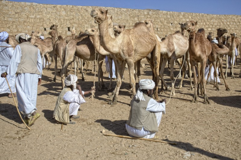 ERITREA CAMEL ERITREA CAMEL