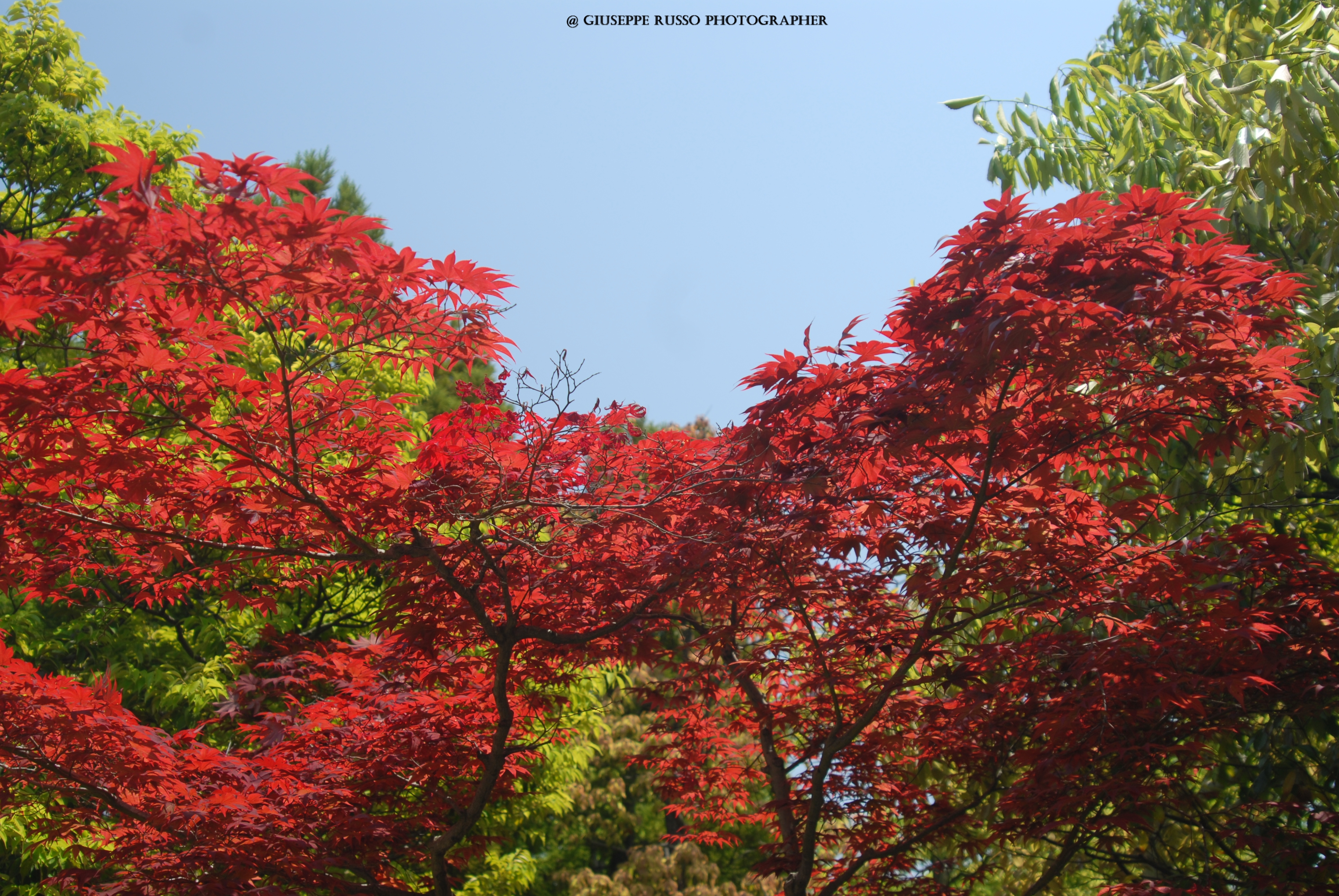 HANAMI, Momiji (acero giapponese rosso)