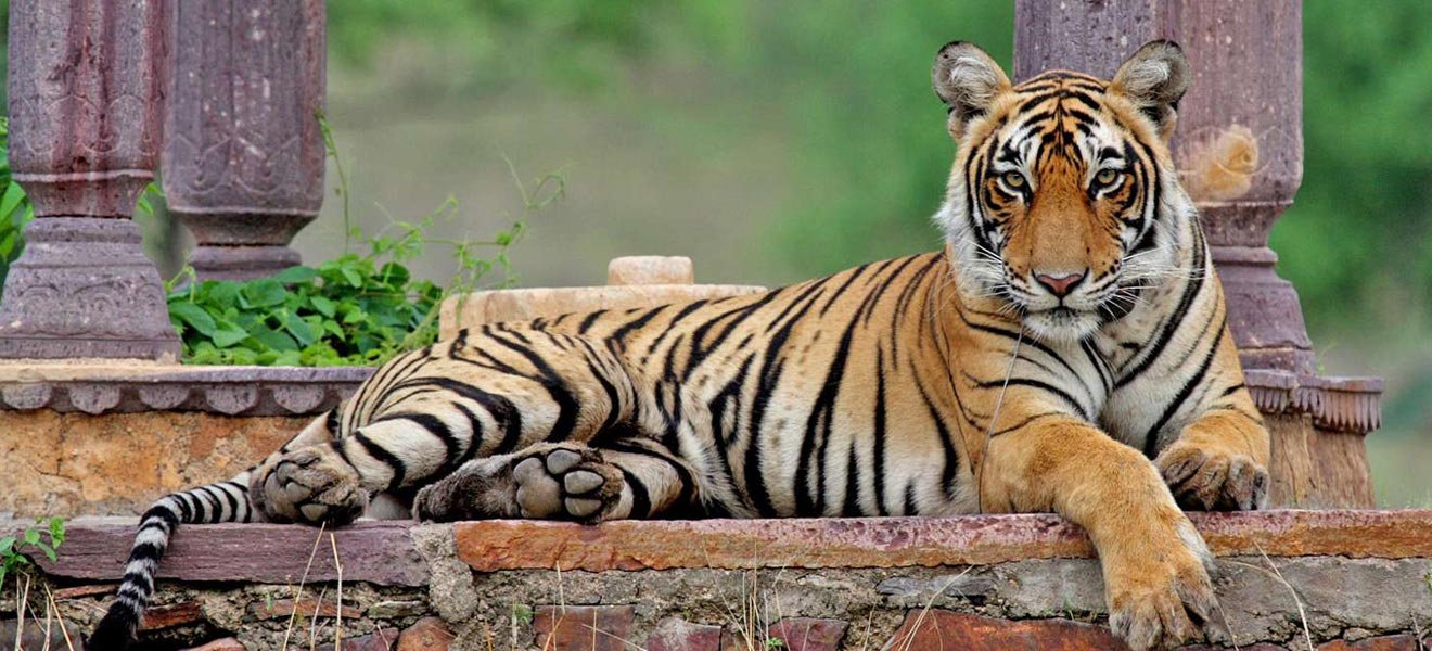 Machali - La regina delle tigri