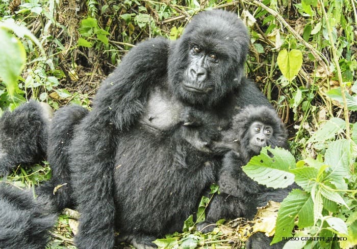 Gorilla-montagna-uganda Gorilla-montagna-uganda
