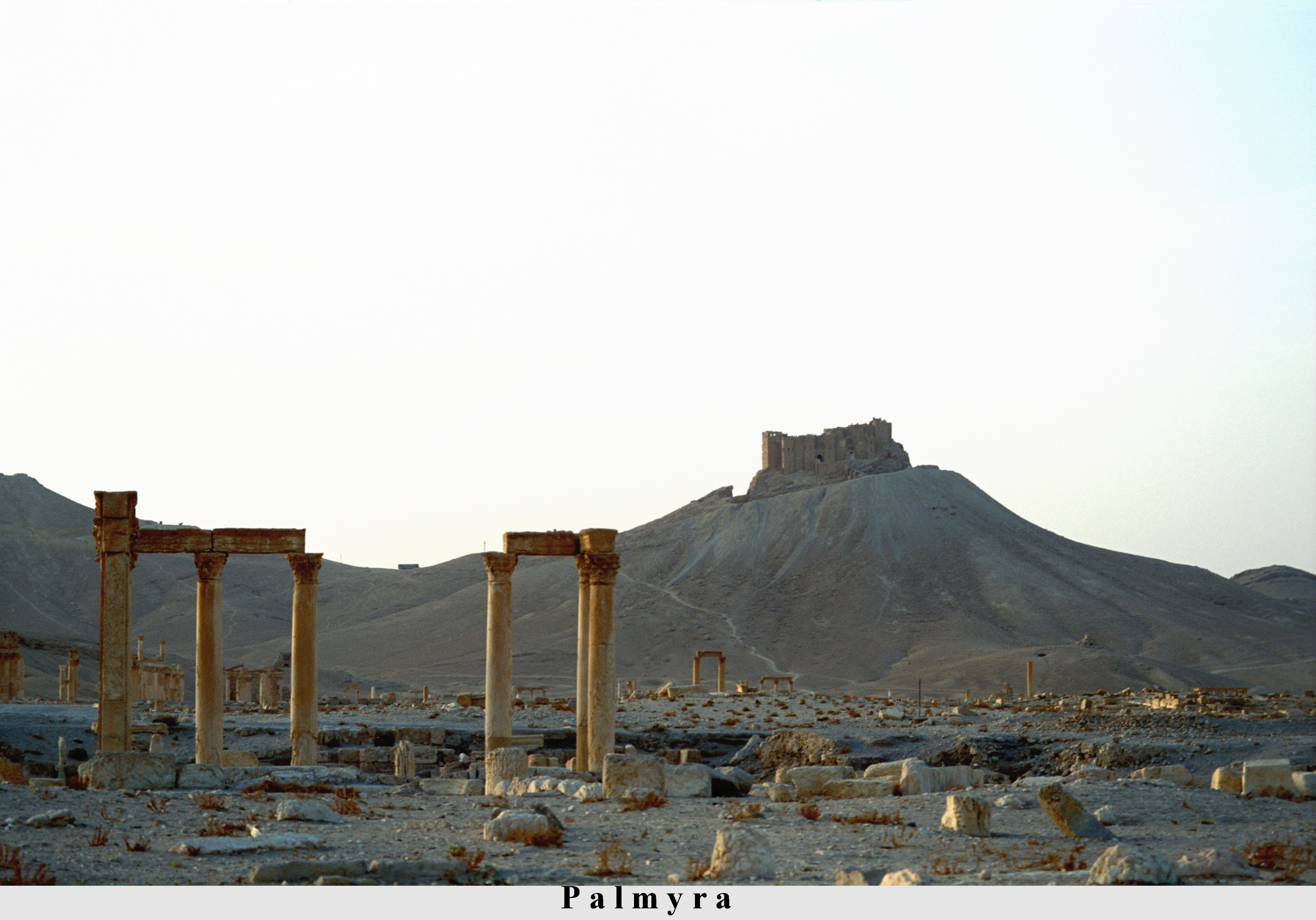 palmyra