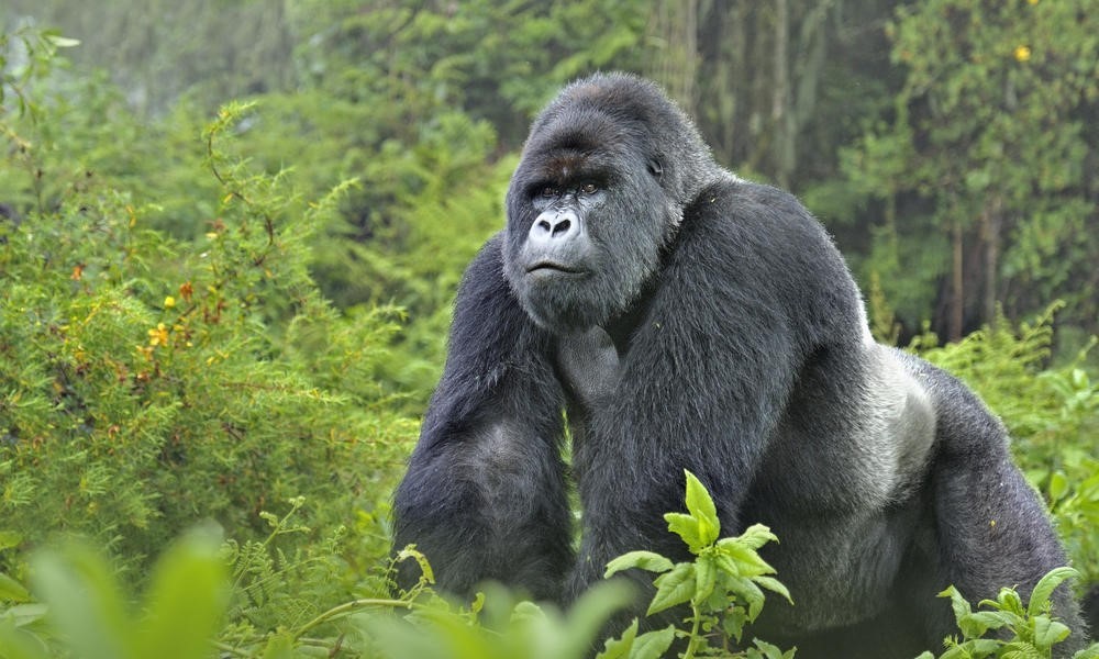gorilla gorilla