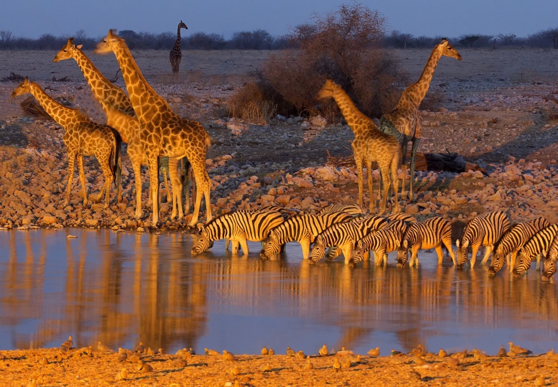 etosha-national-park-namibia- (Media)