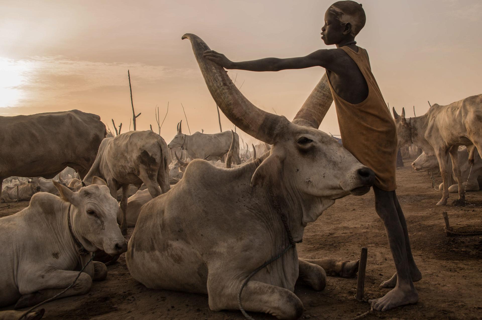 1 MUNDARI CATTLE CAMP COPERTINA 1 MUNDARI CATTLE CAMP COPERTINA
