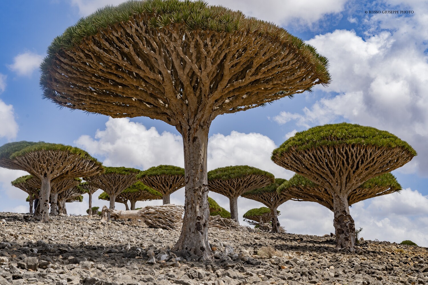 Curiosità su Socotra Curiosità su Socotra