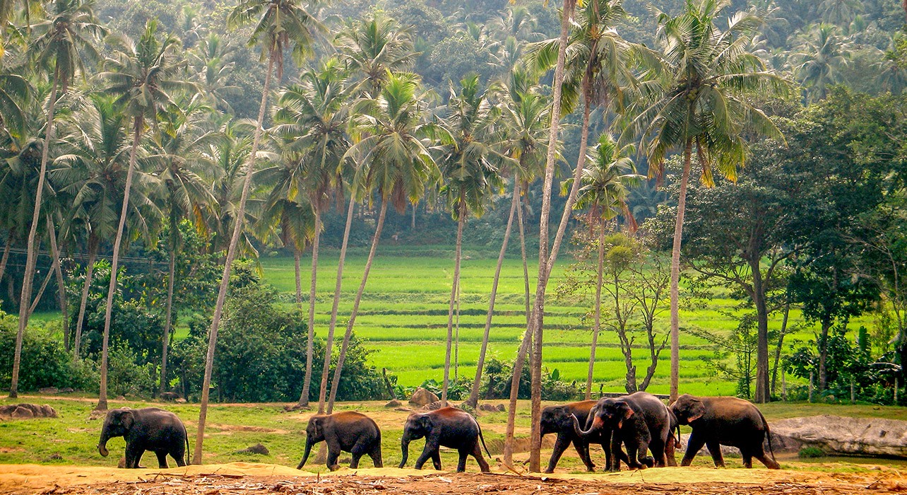 sri lanka elefanti