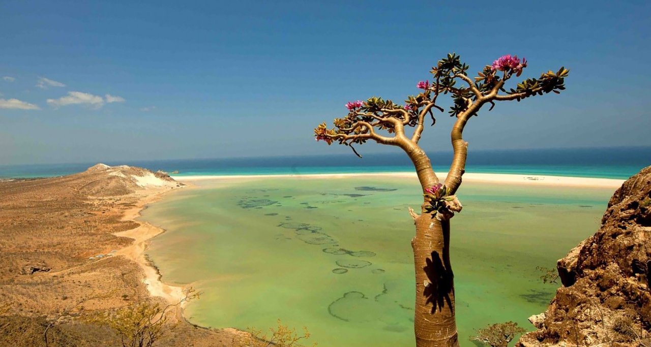 SOCOTRA E ALBERO