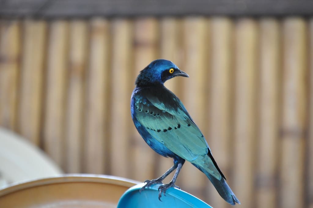 Avifauna dell'Etiopia Uccello dell'Etiopia