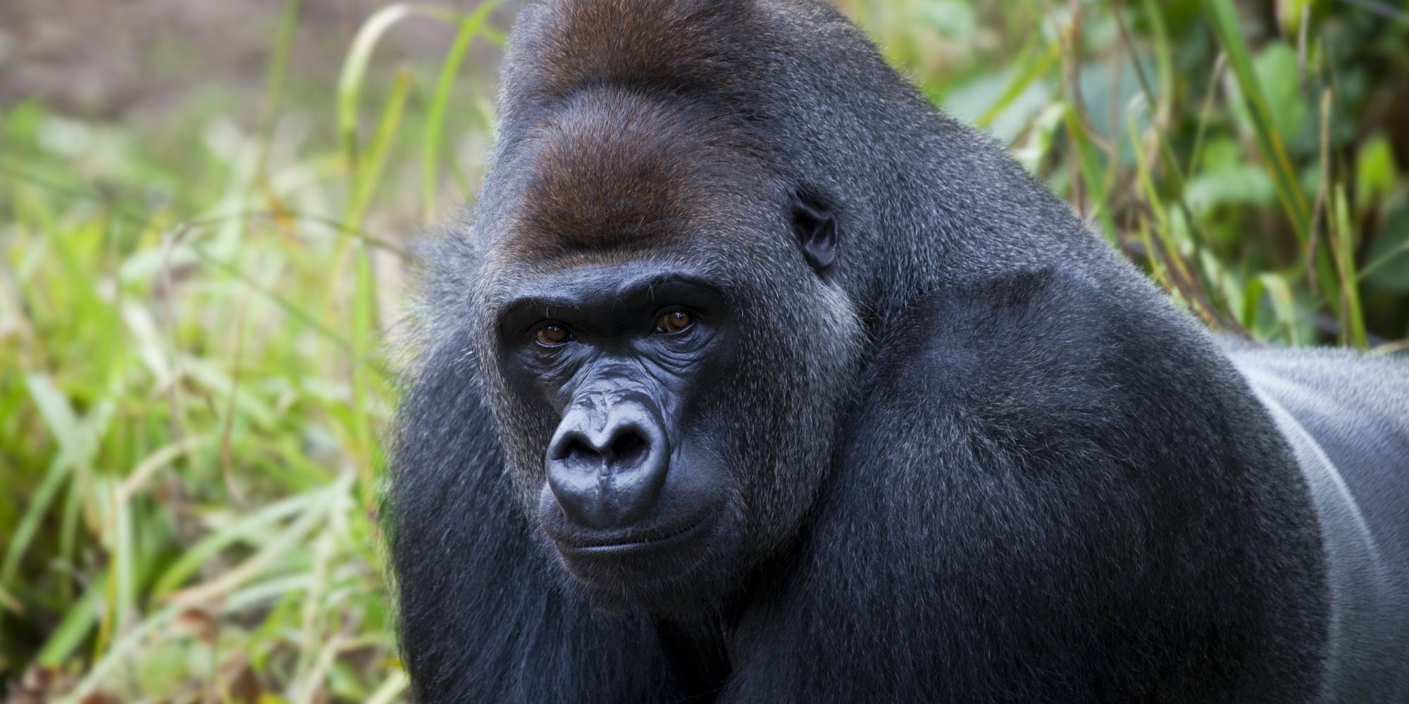 gorilla di montagna di Uganda