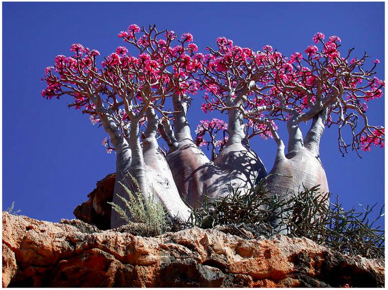 SOCOTRA