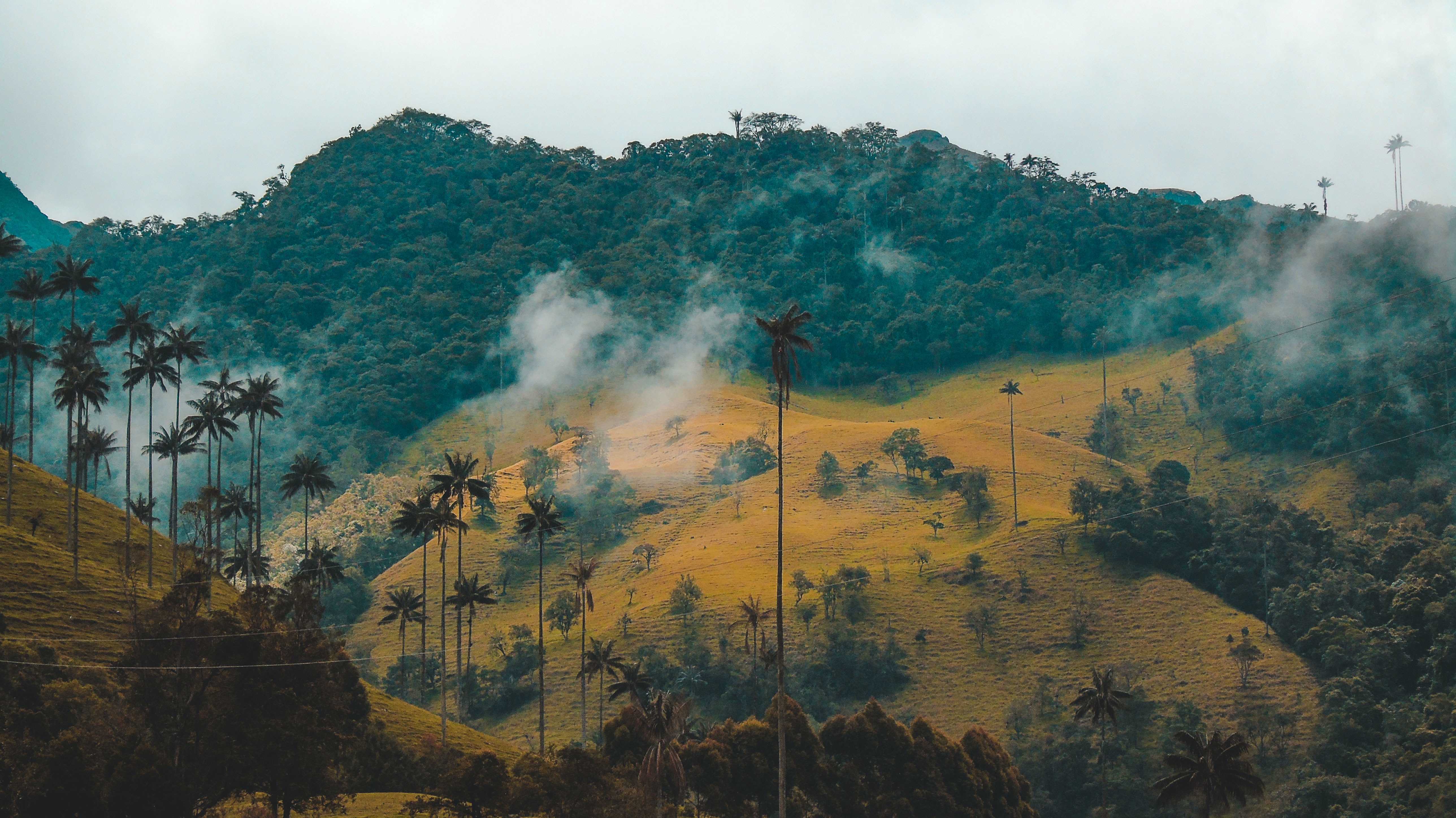colombia valle del cocora