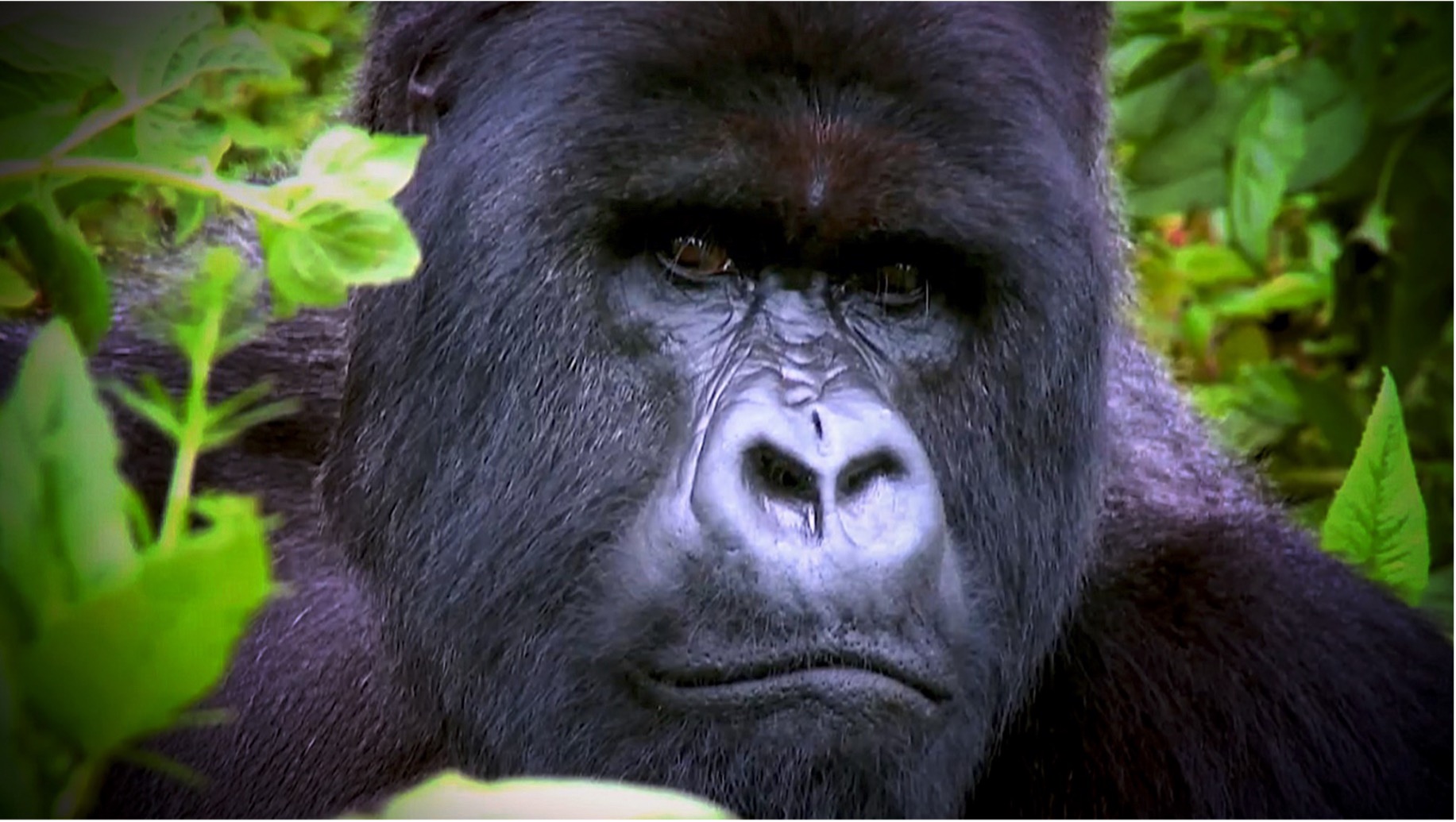 Gorilla uganda