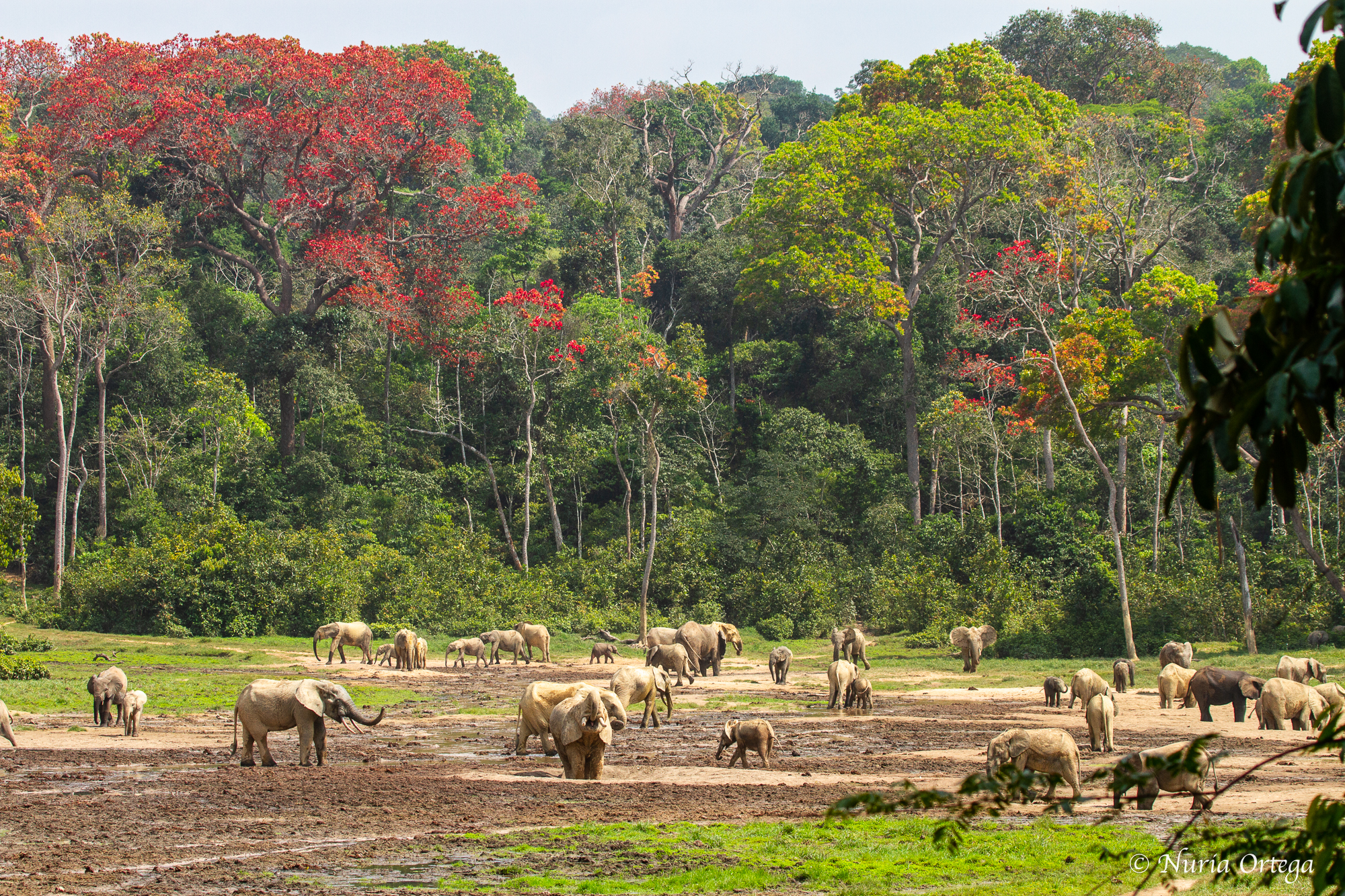 dzanga bai CENTRAFRICA