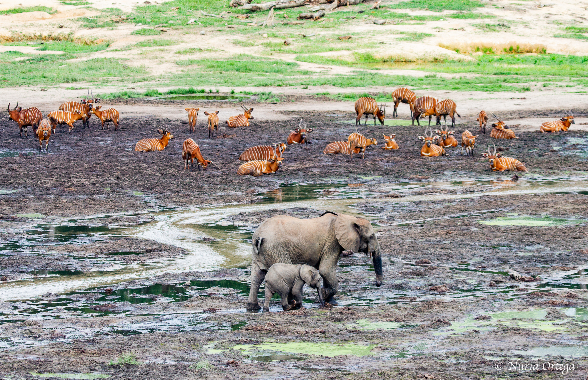 fauna in natura nella repubblica centrafricana