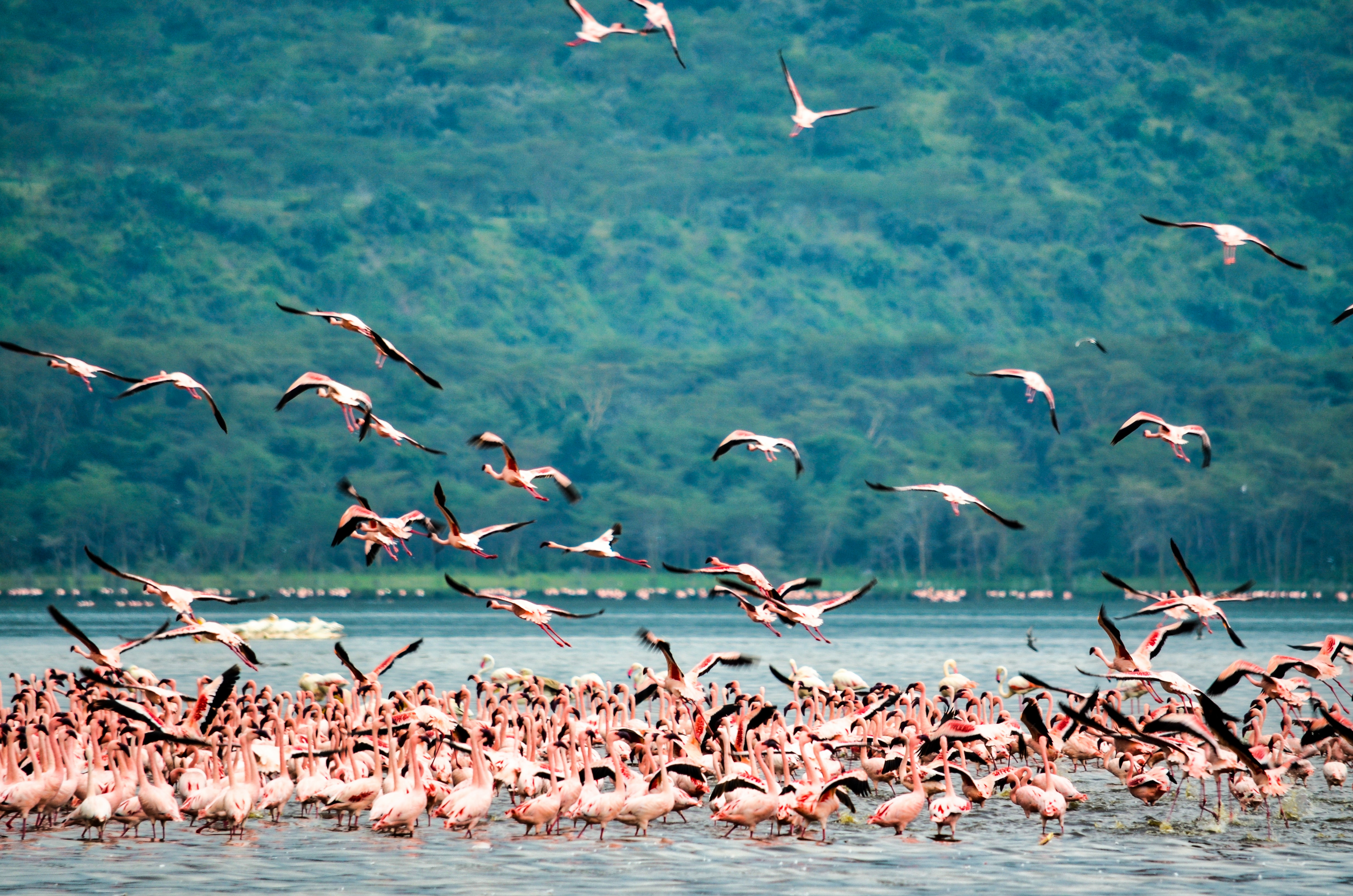 Fenicotteri rosa Lago Nakuru Kenya
