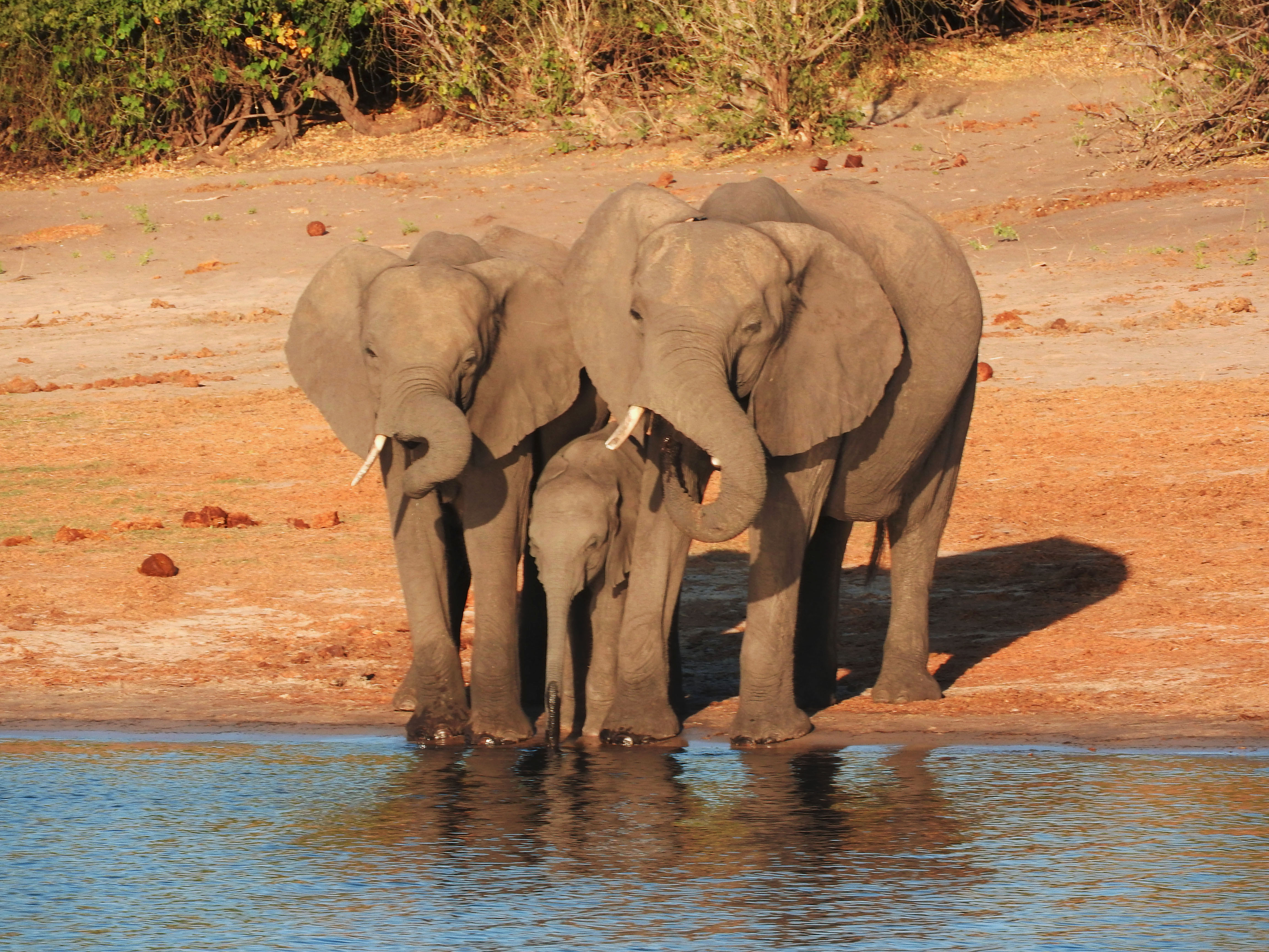 ZAMBIA