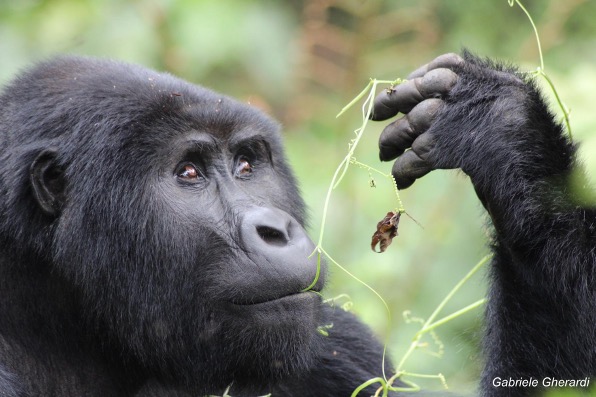 CLASSIC UGANDA