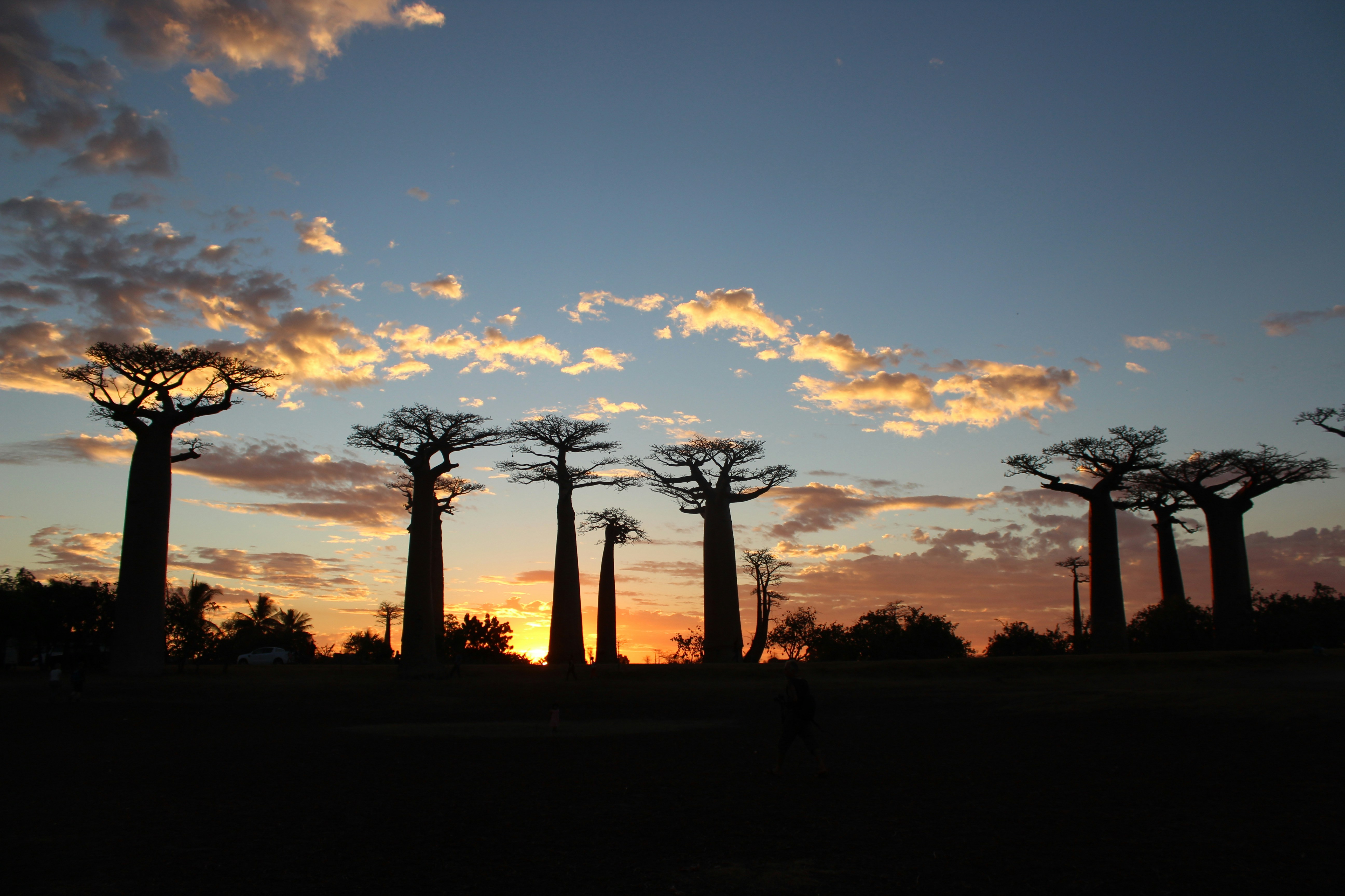 AVENUE DES BAOBAB
