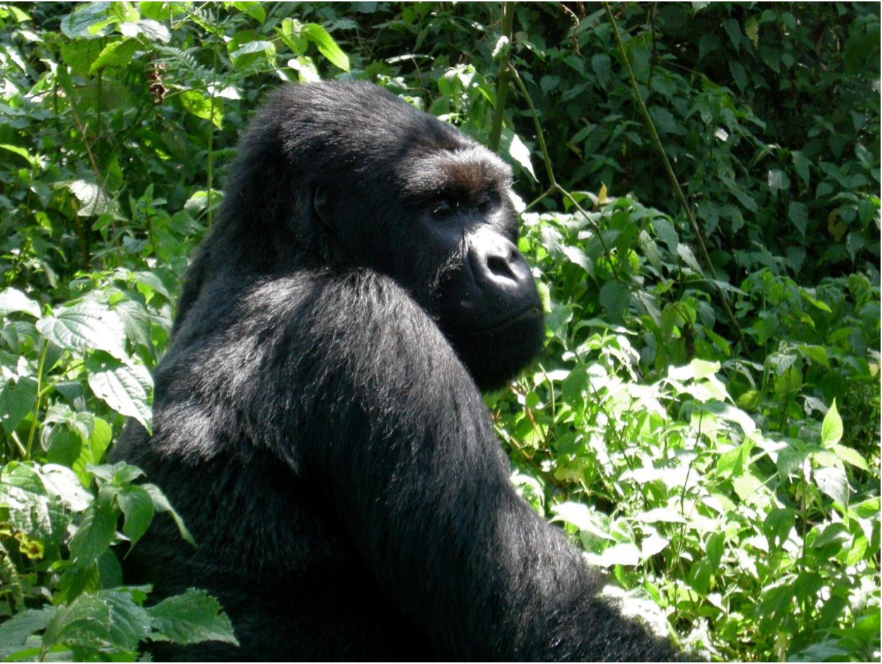 UGANDA - GORILLA UGANDA - GORILLA
