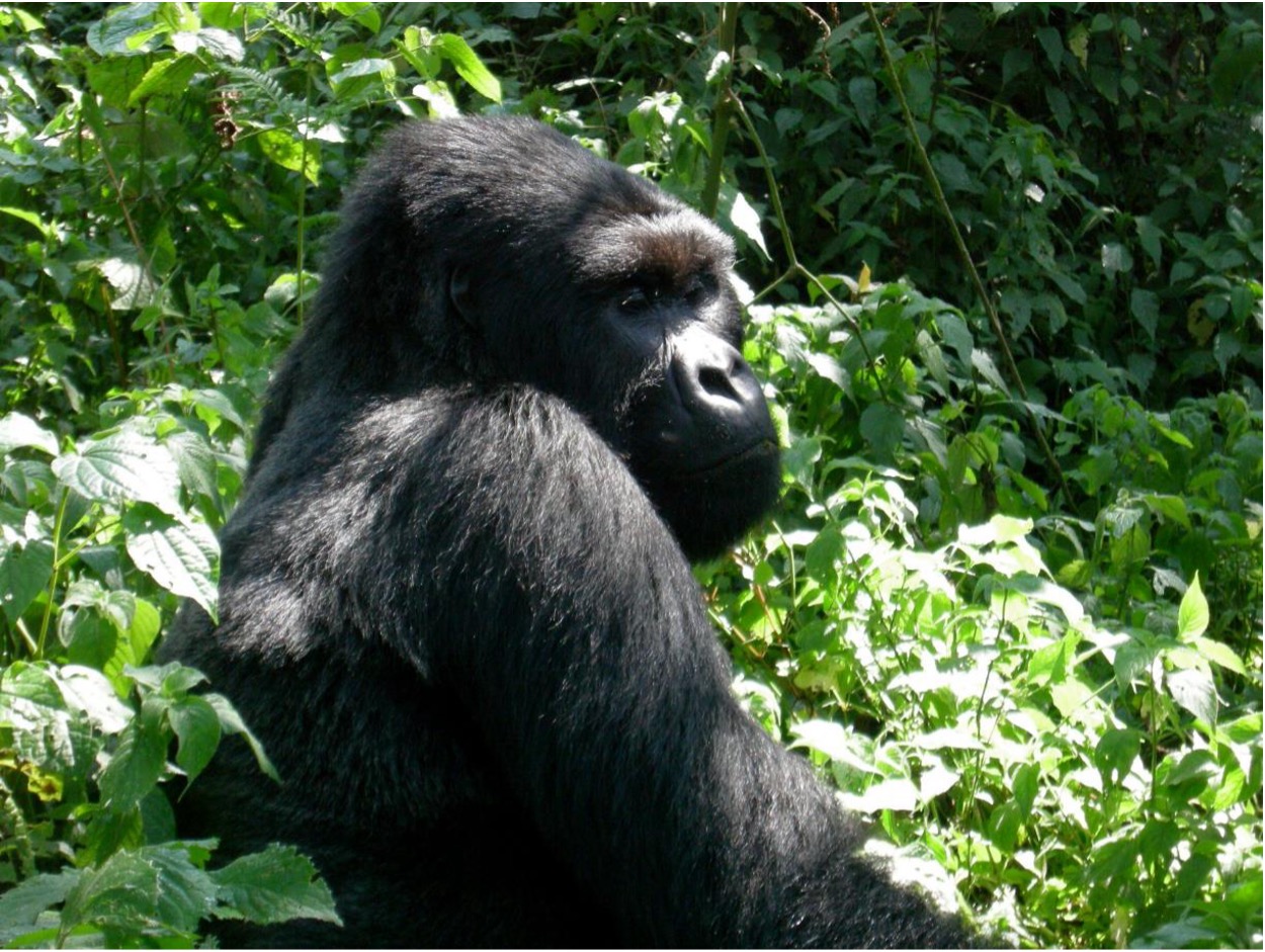 UGANDA - GORILLA