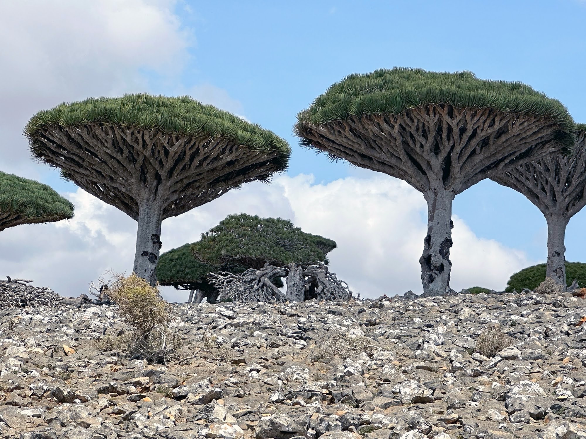Socotra meta pericolosa? Tutta la verità Fotografia degli alberi del drago, tipici dell'isola di Socotra, in un terreno arido e roccioso