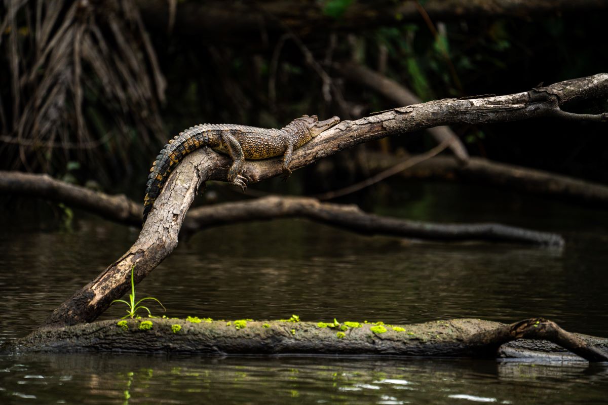 GABON