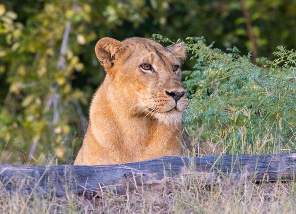 ZAMBIA