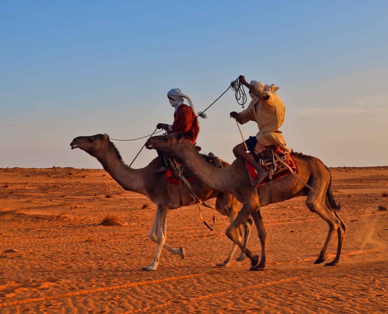 Uomini vestiti con abiti tradizionali e turbanti bianchi e blu cavalcano dromedari nel deserto.