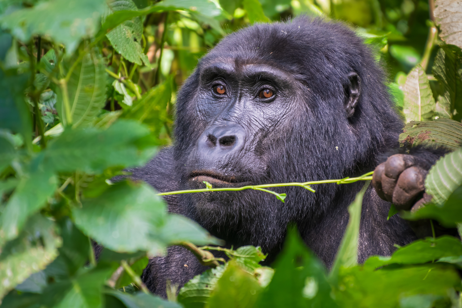 UGANDA