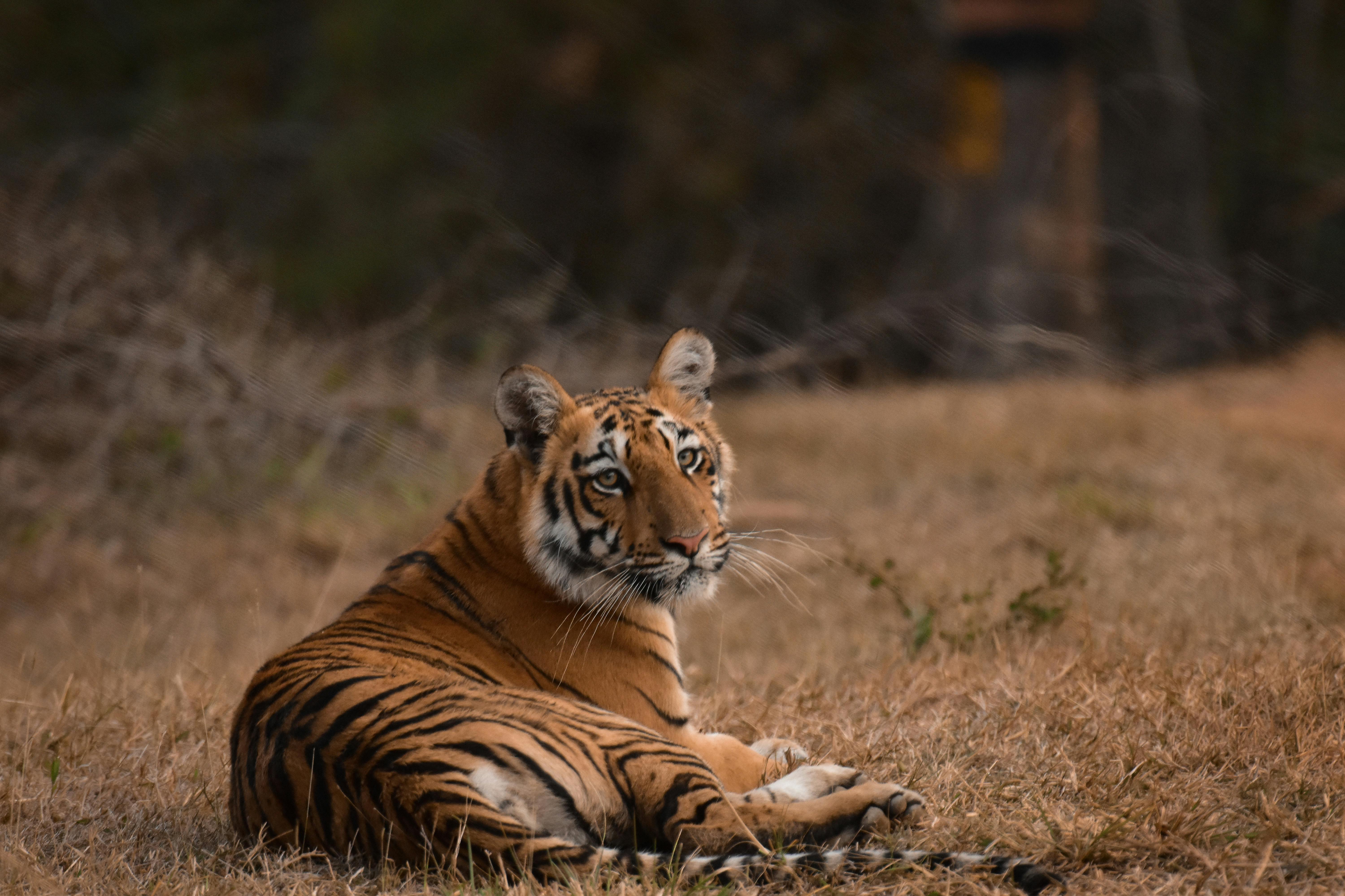 RAJASTHAN RANTHAMBHORE