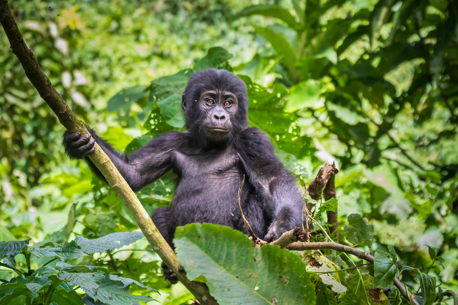 UGANDA
