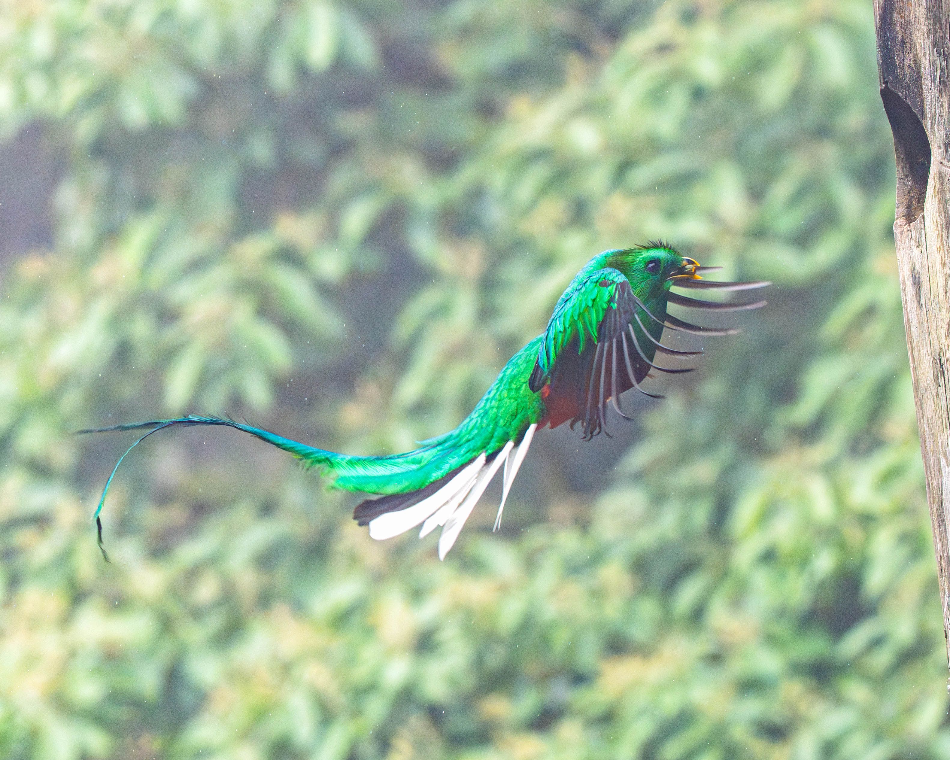 quetzal Costa Rica