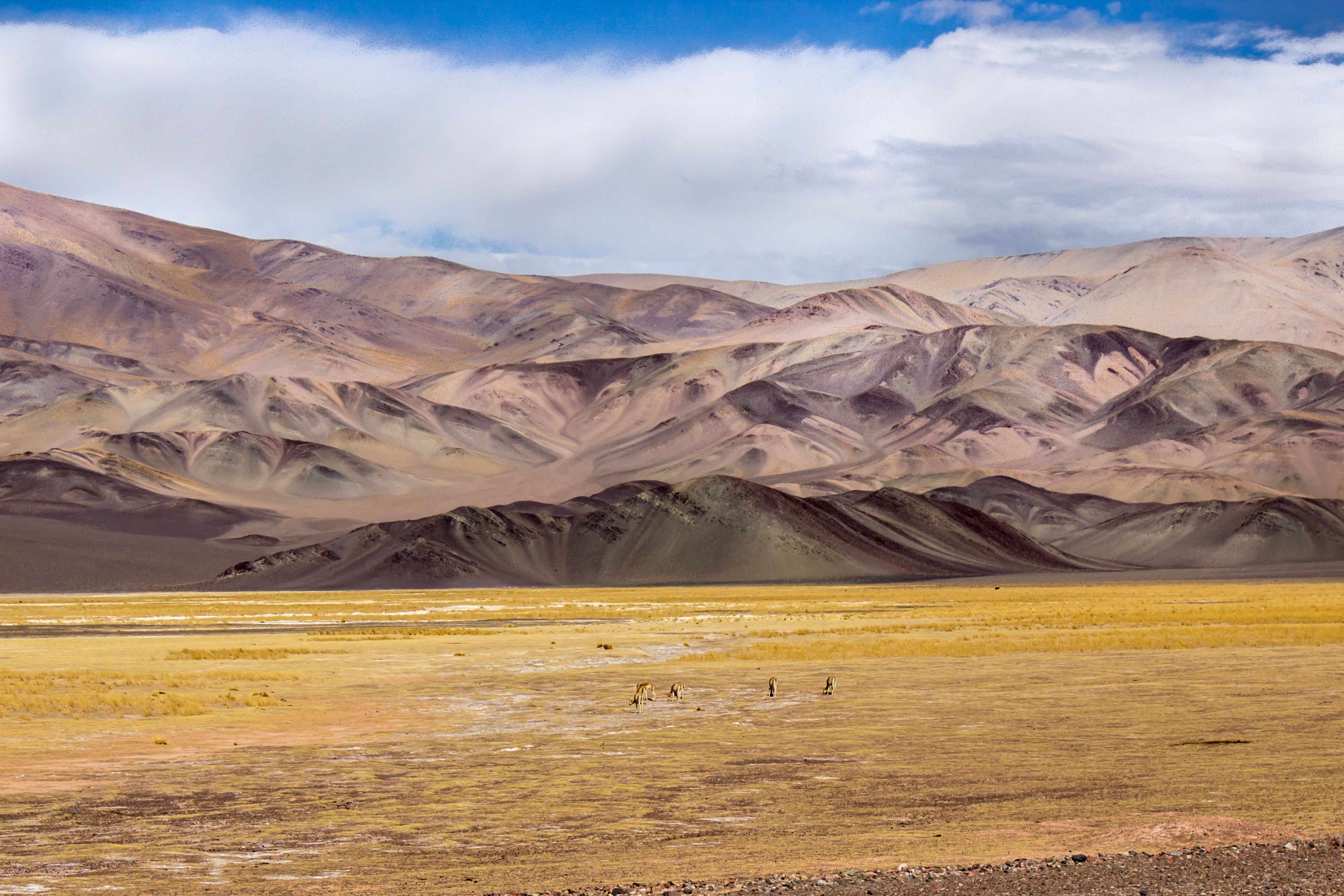 PUNA ARGENTINA