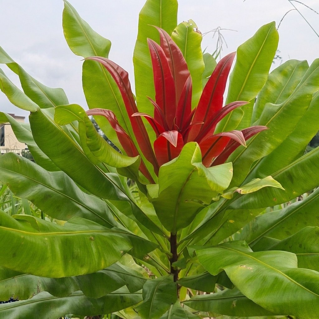 Pianta tropicale con foglie centrali rosse a punta circondate da foglie verdi larghe