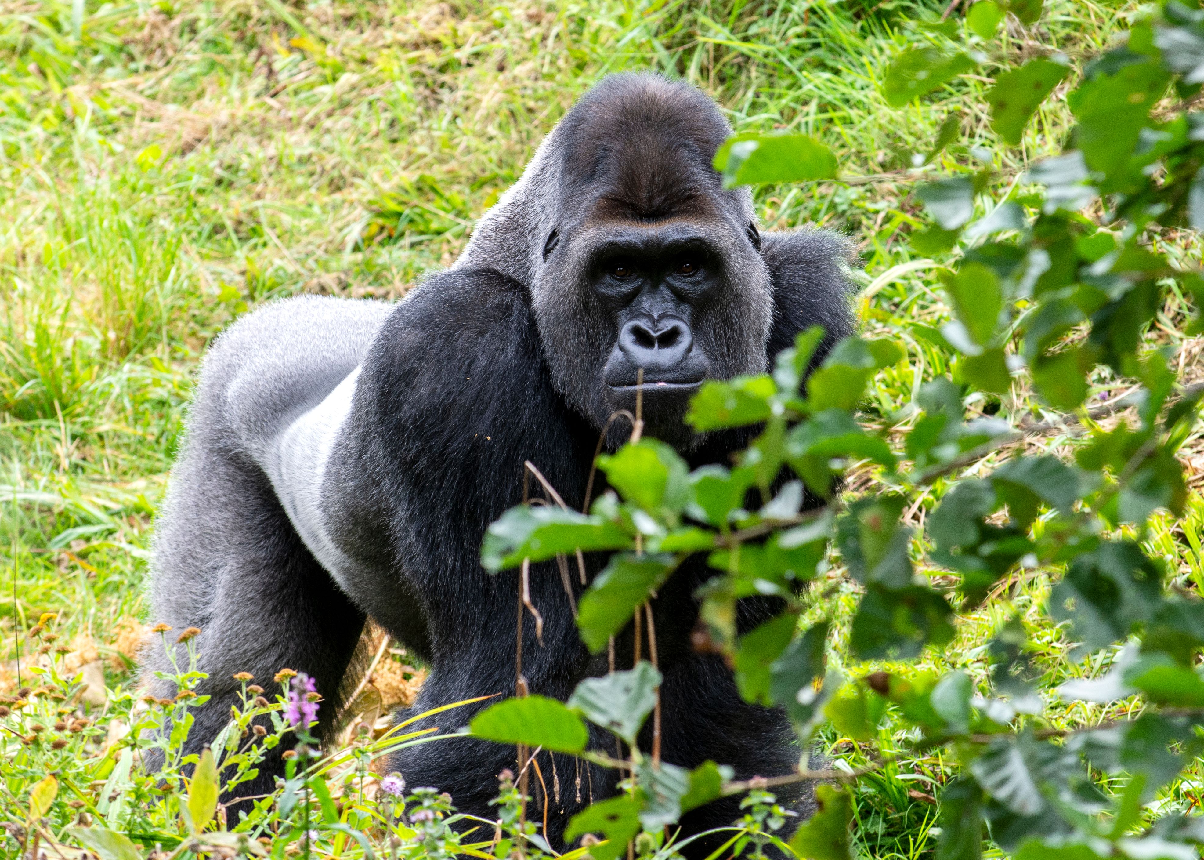 gabon gorilla 