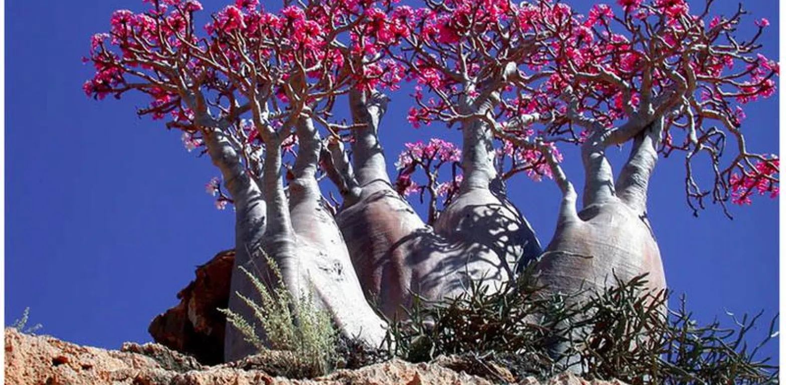 albero rosso a socotra
