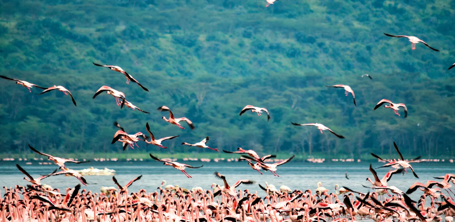 Fenicotteri rosa Lago Nakuru Kenya