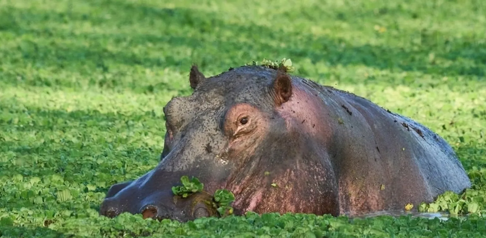 ZAMBIA